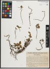 Foto von Salix herbacea L.